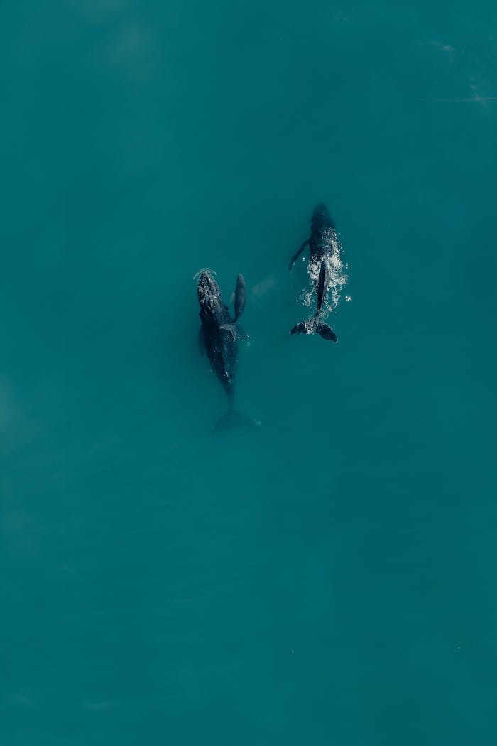 Two whales captured from above in the serene waters of Cabo San Lucas, Mexico.