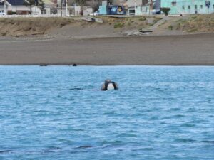 Avistamiento Ballena Franca Austral Juvenil, 26 de Mayo