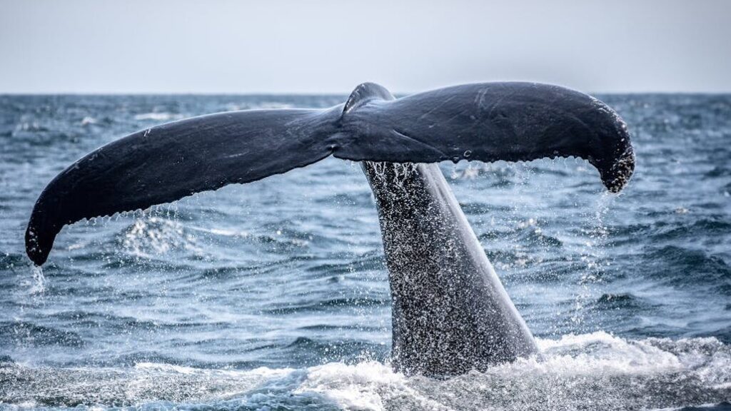 tail-of-whale-in-sea-23508833 A majestic humpback whale tail rises from the ocean in Boston, MA.